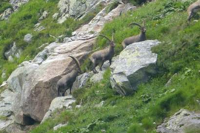 steinboecke-kalsertal.jpg