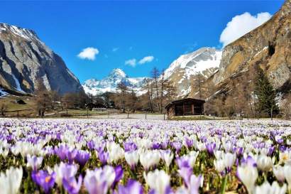 Krokusse_Frühling_Lucknerhaus_Großglockner_TVB_Osttirol_Ingemar_Wibmer_Kals_am_Großglockner.jpg