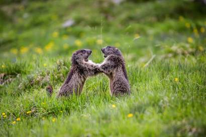 Murmeltiere_TVB_Osttirol_Assil_Hannah_Kals_am_Großglockner.jpg