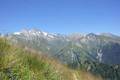 wiesenblumen.jpg