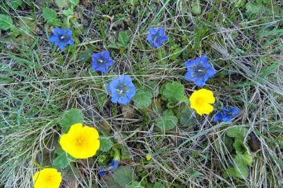 bergblumen.jpg