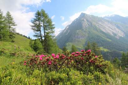 almrosen-kals.jpg