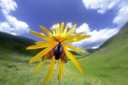 Hochalpen-Widderchen_TVB_Osttirol_Zankel_Solvin_Kals_am_Großglockner.jpg