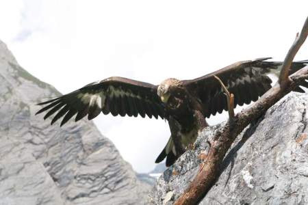 Steinadler_TVB_Osttirol_Gressmann_Gunther_Kals_am_Großglockner.jpg